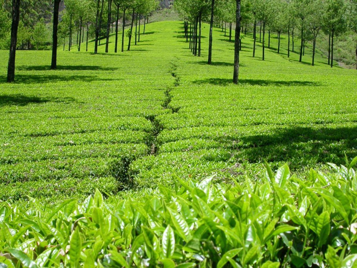شقة Mistica Munnar Anachal المظهر الخارجي الصورة