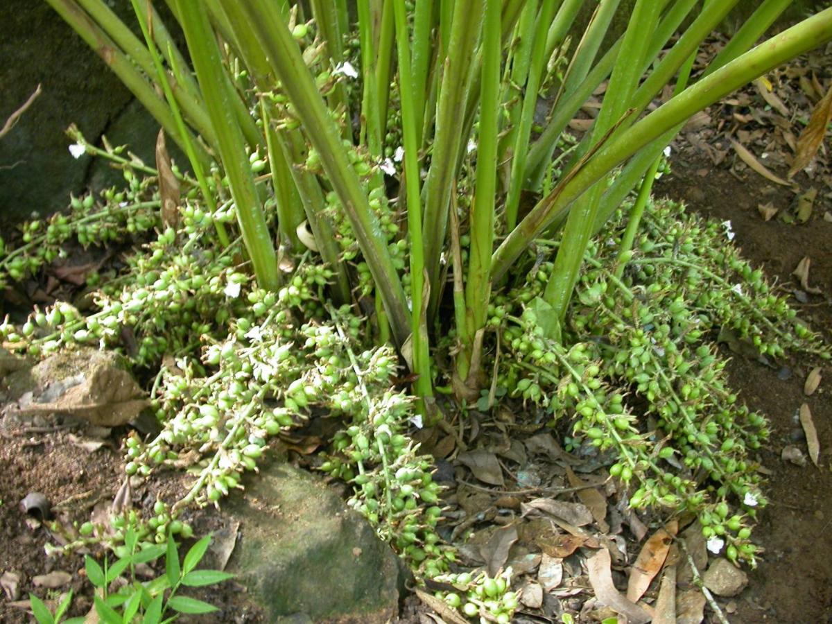شقة Mistica Munnar Anachal المظهر الخارجي الصورة
