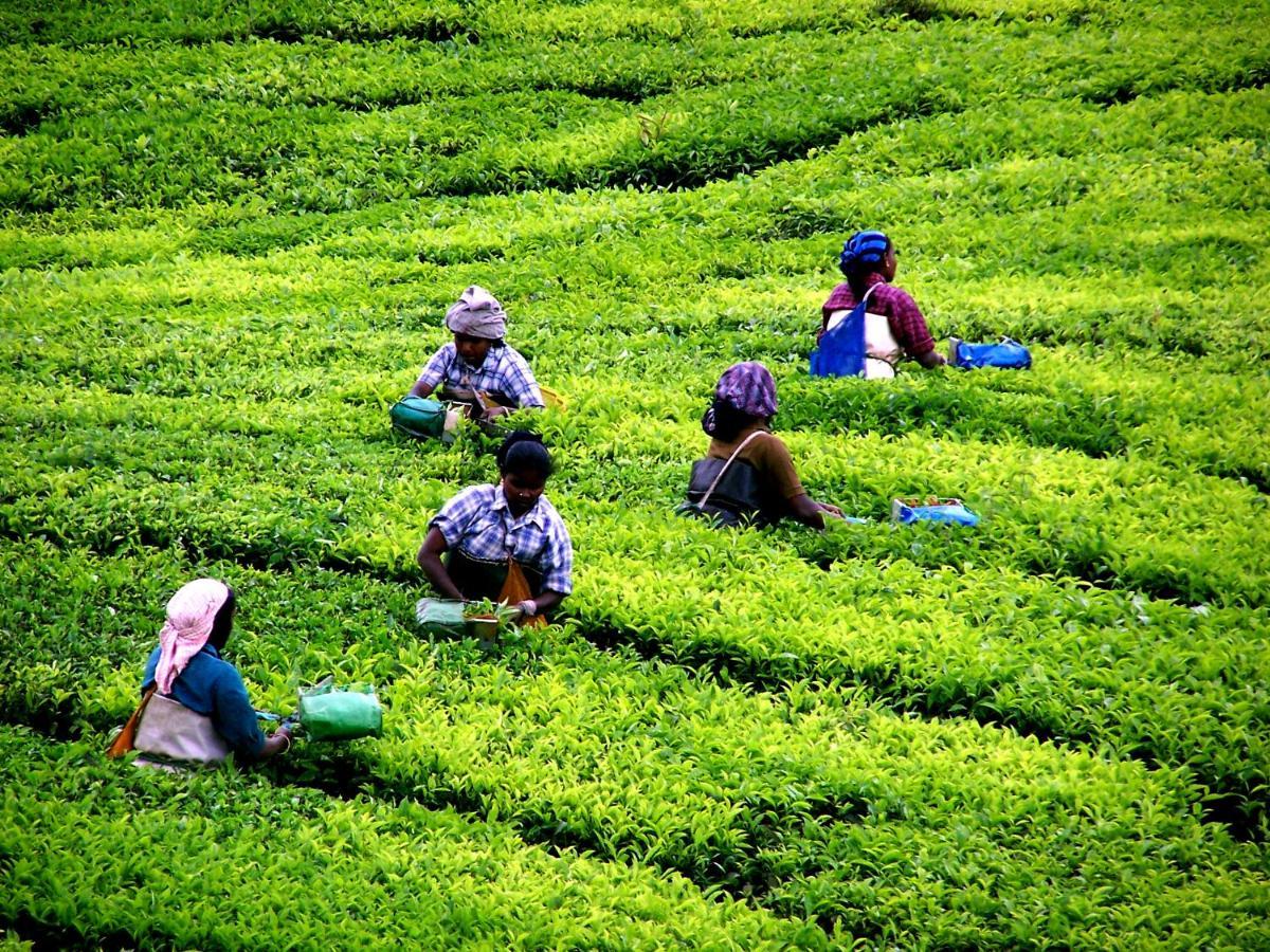 شقة Mistica Munnar Anachal المظهر الخارجي الصورة