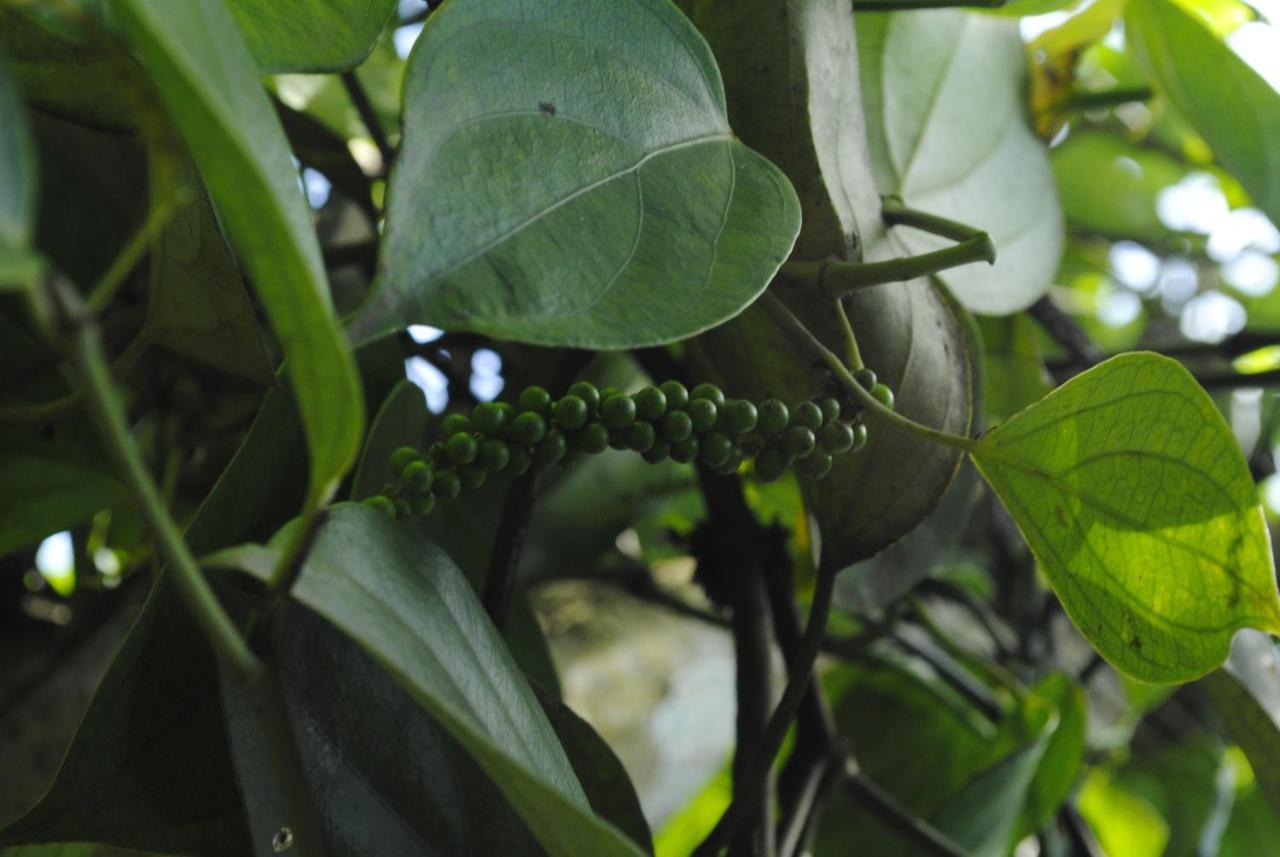 شقة Mistica Munnar Anachal المظهر الخارجي الصورة