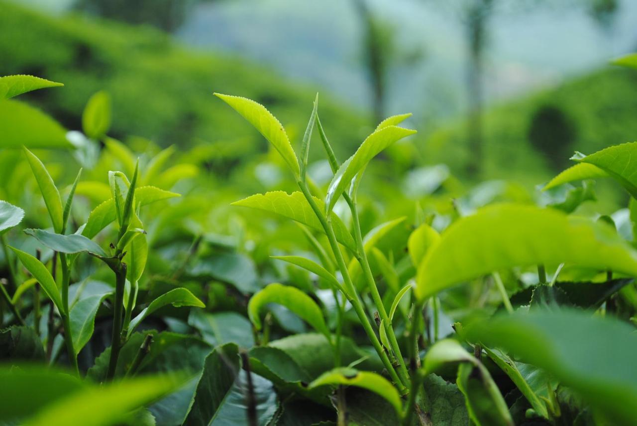 شقة Mistica Munnar Anachal المظهر الخارجي الصورة